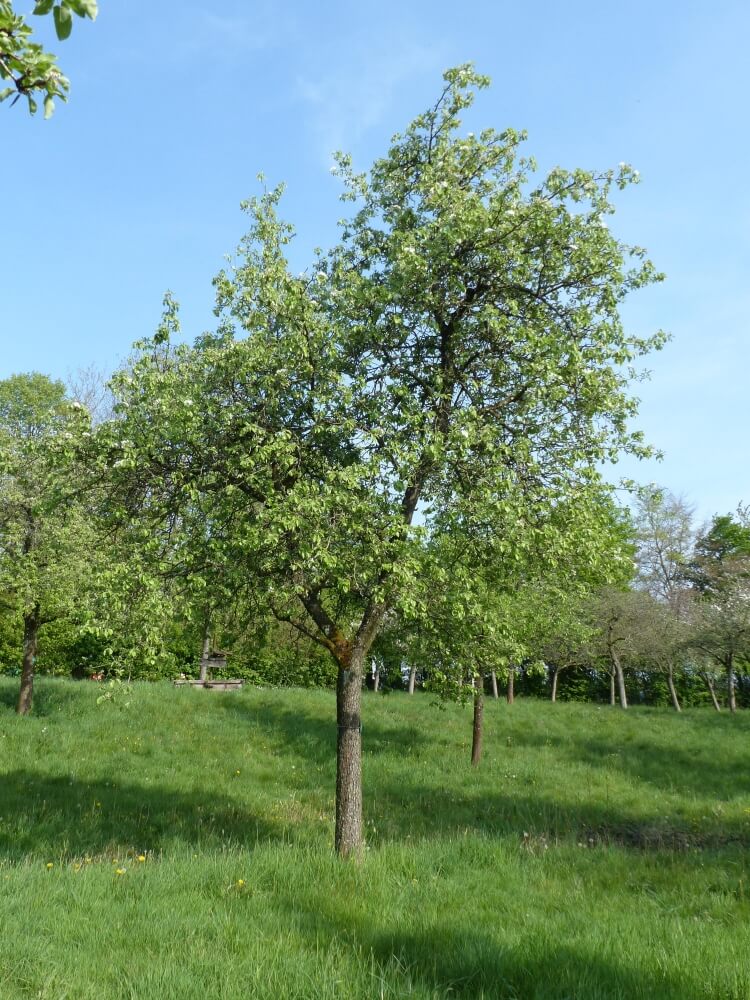 userfiles/produit/5539/arbre_var_108_de branche.jpg